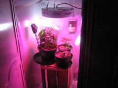 Grow Vega 20/03/13