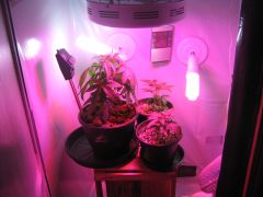 Grow Vega 20/03/13 b