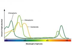 clorophil A B