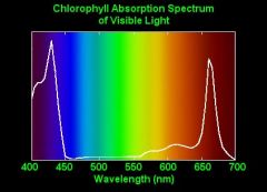 clorophil absorbtion