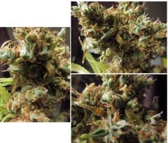 buds sativa