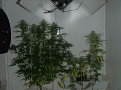 juntas Gdp purple dream 4sem grape 4 E meia De 12 12