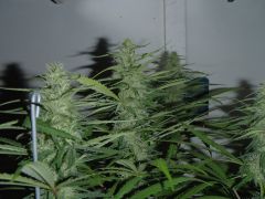 GDP Purple Dream 4sem 1