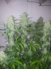 Gdp Purple Dream 5sem 3dias 5