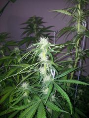 amnesia haze 3sem 2