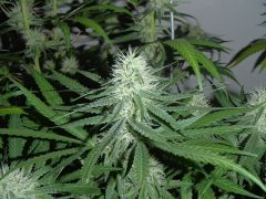 GDP Purple Dream 4sem 3