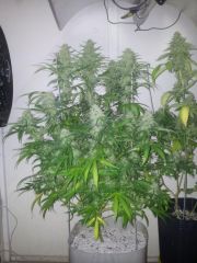 Gdp Purple Dream 5sem 3dias 1