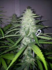 Gdp Purple Dream 5sem 3dias 2