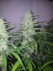 Gdp Purple Dream 5sem 3dias 3