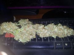 Bud critical