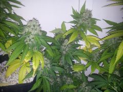 blue Og 6sem 1