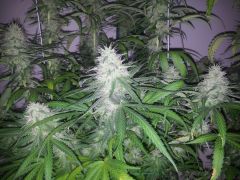 Gdp Purple Dream 5sem 3dias 4