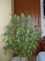 Gdp purple dream 6sem E meia 2