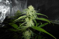 Jack herer 4sem 7