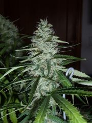 Gdp purple dream 6sem E meia 3