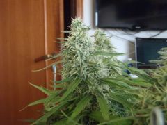 Gdp purple dream 6sem E meia 4