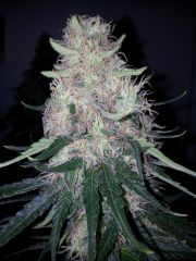 White Lavender 83 dias 45 De 12hrs 38 De flora 6