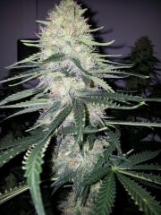 White Lavender 76 dias 38 De 12hrs 31 De flora 7