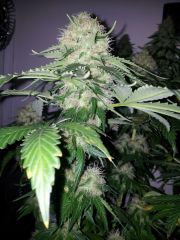 Cheese 75 dias 45 De 12hrs 38 De flora 2