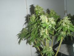 Dinachem #1 pos harvest