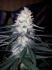 White Lavender 69 dias 31 De 12hrs 24 De flora 7