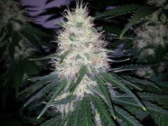 White Lavender 76 dias 38 De 12hrs 31 De flora 5