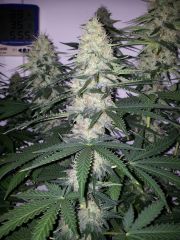 White Lavender 76 dias 38 De 12hrs 31 De flora 3