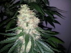 White Lavender 83 dias 45 De 12hrs 38 De flora