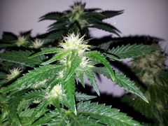 Dinachem #1 clone 22 dias De 12hrs 4