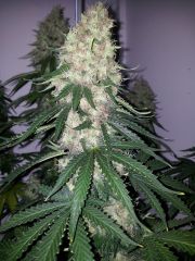 White Lavender 97 dias 59 De 12hrs 52 De flora 2