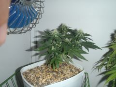 Dinachem #1 clone 29 dias De 12hrs 1