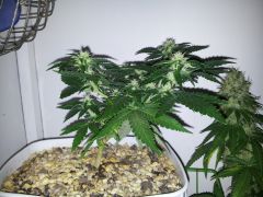 Dinachem #1 clone 22 dias De 12hrs 3