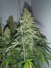 White Lavender 104 dias 66 De 12hrs 59 De flora 9