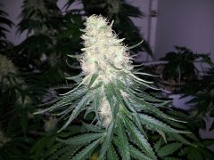 White Lavender 83 dias 45 De 12hrs 38 De flora 5