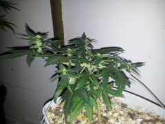 Dinachem Clone 15 dias De 12hrs