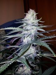 White Lavender 69 dias 31 De 12hrs 24 De flora 6