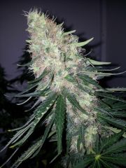 White Lavender 90 dias 52 De 12hrs 45 De flora 1