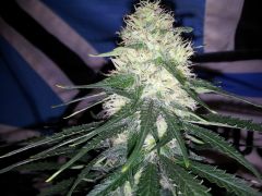 White Lavender 69 dias 31 De 12hrs 24 De flora 5