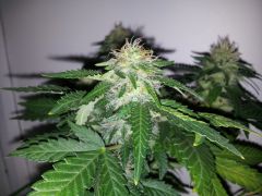 Dinachem #1 clone 36 dias De 12hrs 2