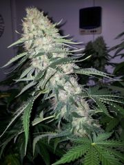 White Lavender 90 dias 52 De 12hrs 45 De flora 2