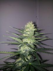 White Lavender 63 dias 25 De 12hrs 18 De flora 2