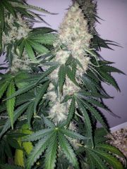 White Lavender 90 dias 52 De 12hrs 45 De flora 4