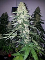 White Lavender 83 dias 45 De 12hrs 38 De flora 4