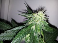 Dinachem #1 clone 29 dias De 12hrs 3