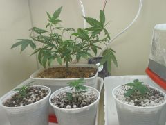 Clones transplantados WW e madre Cheese