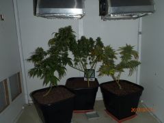 2 WWxBB e Powerkush 2012