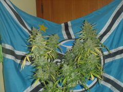 blue cheese auto colheita 4