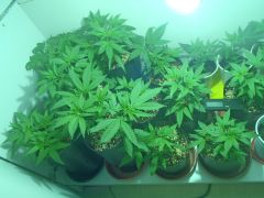 clones selection 2