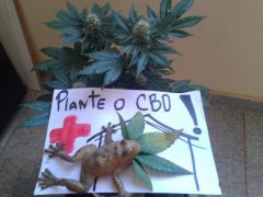 Plante o CBD 1