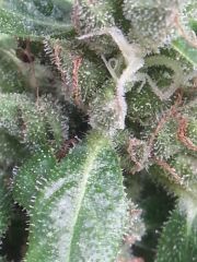 Trichomes